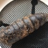 Identifying a Segmented Casing or Cocoon  - possibly a moth cocoon