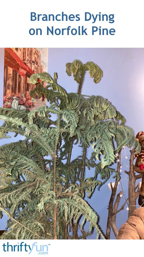 Branches Dying on Norfolk Pine? ThriftyFun
