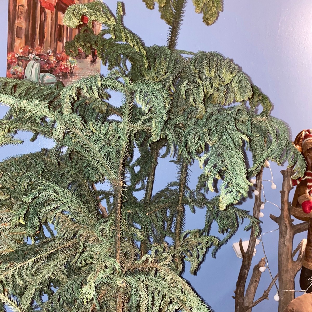 Branches Dying on Norfolk Pine? ThriftyFun