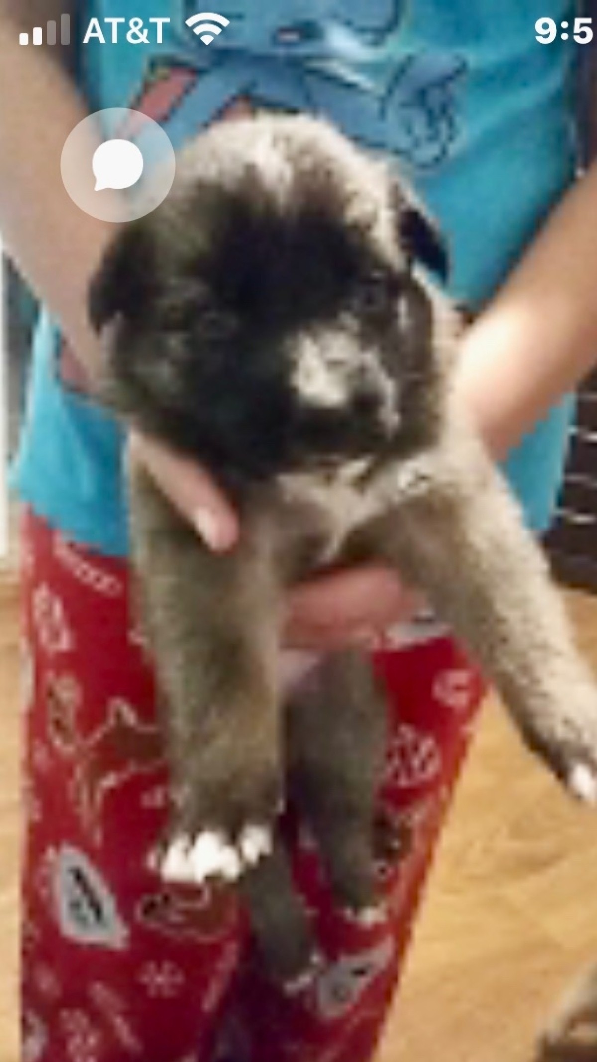 What Breed Is My Puppy? ThriftyFun