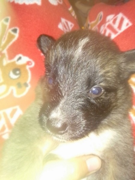 What Breed Is My Puppy?