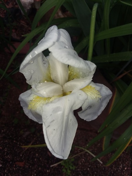"Iris" Morning Delight! - close up of a white and yellow iris with water droplets