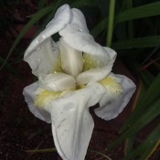 "Iris" Morning Delight! - close up of a white and yellow iris with water droplets