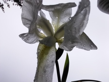 "Iris" Morning Delight! - black and white photo