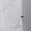 Identifying a Bug Found in the Bathroom - two colored brown bug