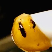 Identifying Small Brown Bugs - perhaps an earwig