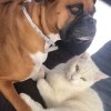 Opposites Attract (Dog and Cat Friends) - Boxer and white cat laying next to each other