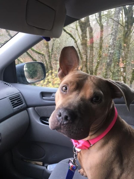 Tilly (Pit Bull mix) - one flop eared Pit in a car