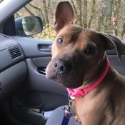 Tilly (Pit Bull mix) - one flop eared Pit in a car