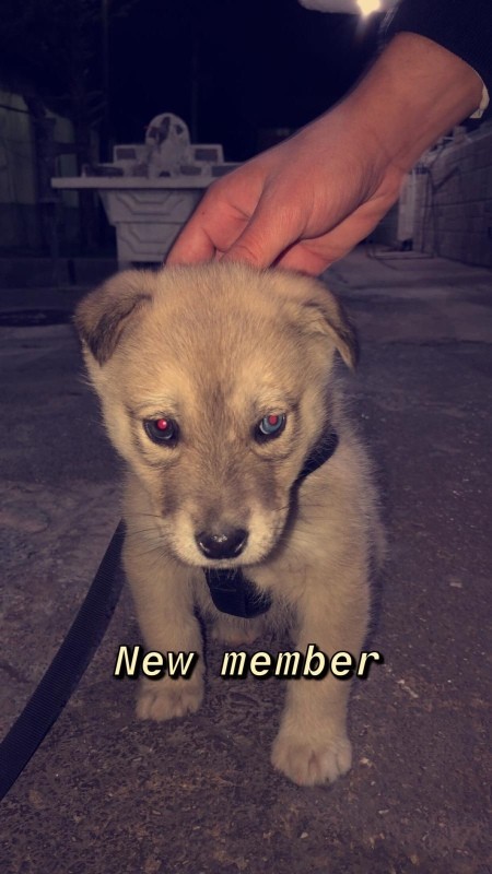 Is My Dog a Husky? - tan and light brown puppy