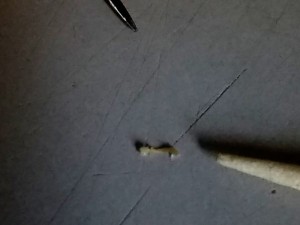 Identifying a Tiny Bug - tiny bug next to a toothpick point