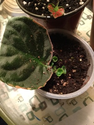 Grow New African Violets and Succulents from Cuttings - closeup of a violet let with new growth