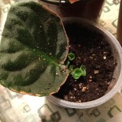 Grow New African Violets and Succulents from Cuttings - closeup of a violet let with new growth