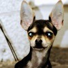 Is My Dog a Full Blooded Chihuahua? - tri-colored dog with large upright ears