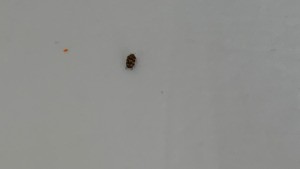 Identifying Household Bugs - small two tone bug