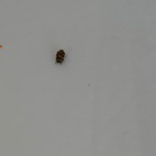 Identifying Household Bugs - small two tone bug