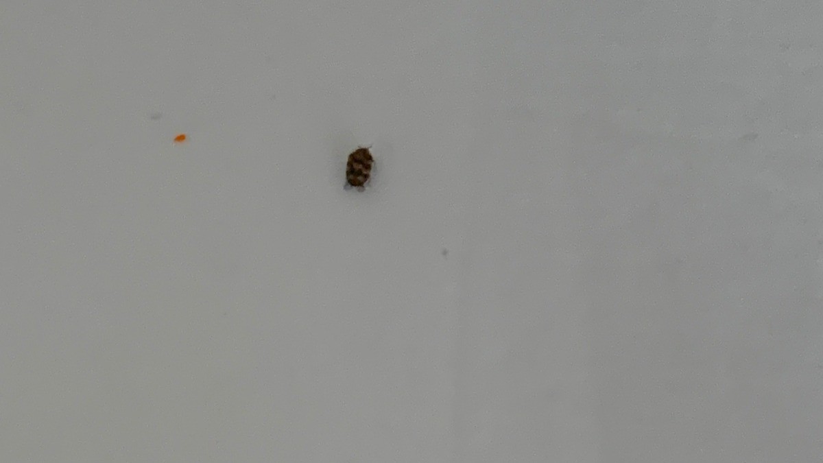 Identifying Household Bugs? | ThriftyFun I Found A Bed Bug On My Curtain
