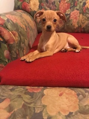 What Is My Chihuahua Mixed With? - light brown puppy with flop over ears on the couch