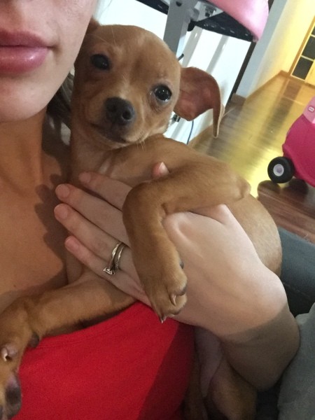 What Is My Chihuahua Mixed With?