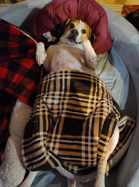 A dog resting on his back with a blanket over him.