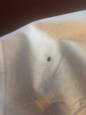 What Kind of Bug Is This? - small oval bug on white cloth background