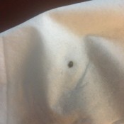 What Kind of Bug Is This? - small oval bug on white cloth background