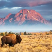 A view of the mountains and a buffalo in Wyoming.