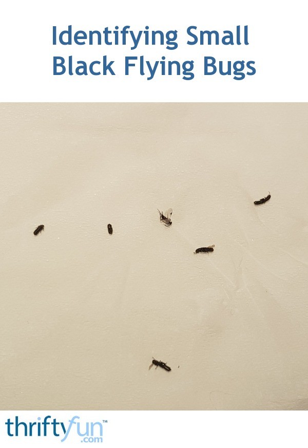 Identifying Small Black Flying Bugs? 