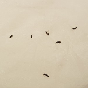Identifying Small Black Flying Bugs - long thin black bugs