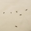 Identifying Small Black Flying Bugs - long thin black bugs