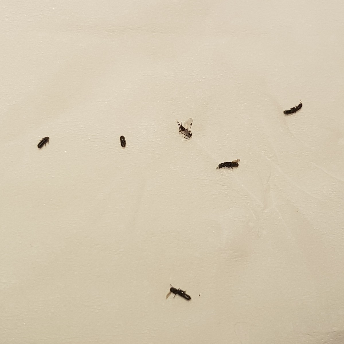 Identifying Small Black Flying Bugs Tx4 