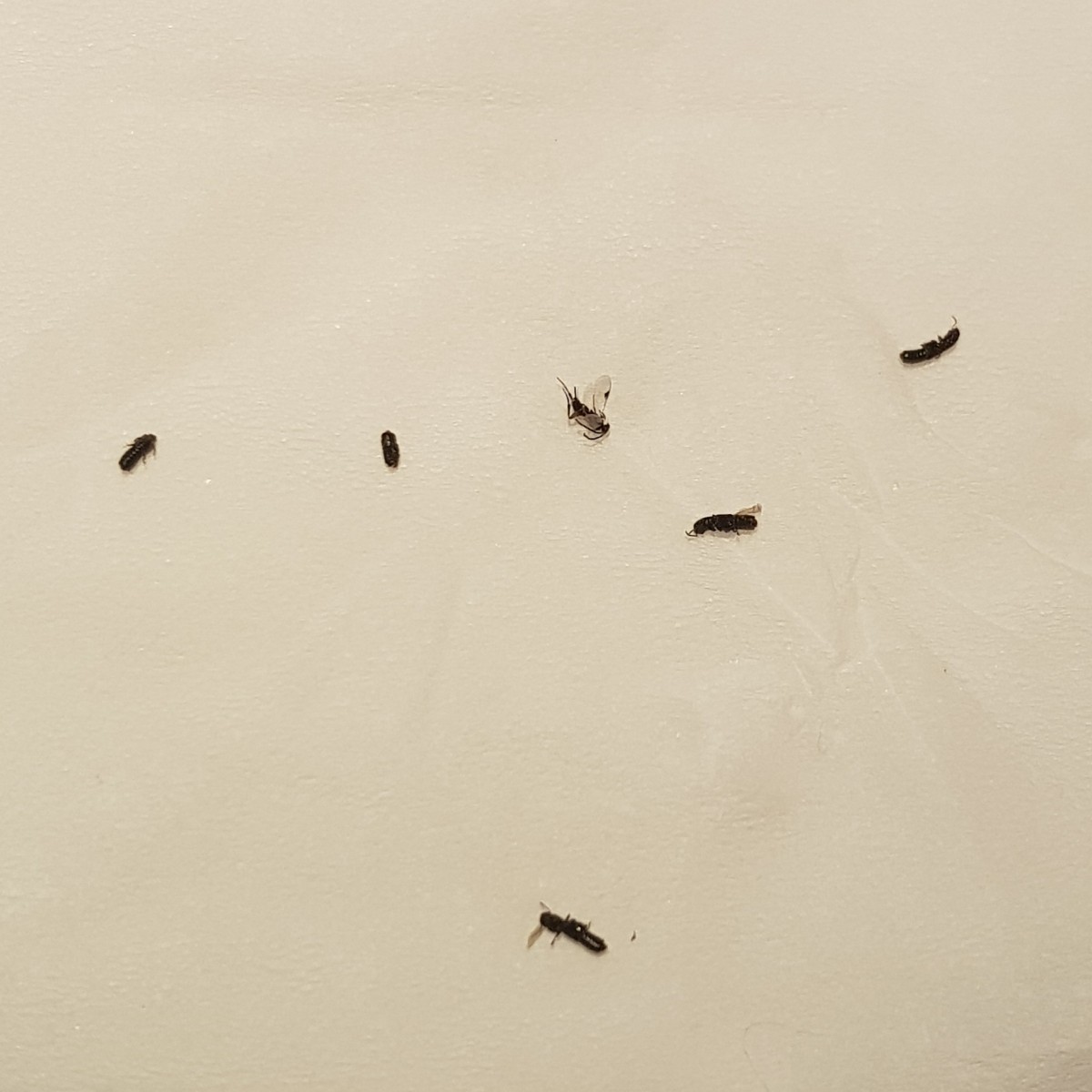 Identifying Small Black Flying Bugs X4 