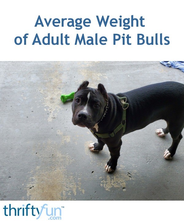 Average Weight of Adult Male Pit Bulls? ThriftyFun