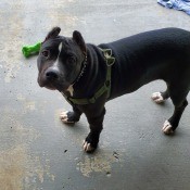 Average Weight of Adult Male Pit Bulls - black and white Pit with clipped ears