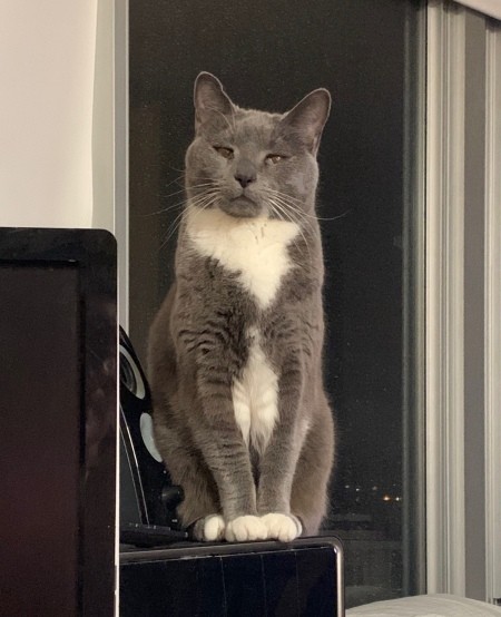 Kookie (Russian Blue Mix) - gray cat with white on neck, chest, and feet