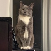 Kookie (Russian Blue Mix) - gray cat with white on neck, chest, and feet