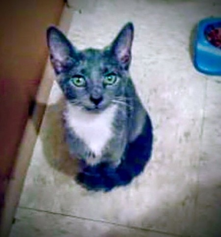 Kookie (Russian Blue Mix)