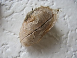 Identifying Egg Casings or Cocoons - dried leaf cocoon