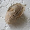 Identifying Egg Casings or Cocoons - dried leaf cocoon