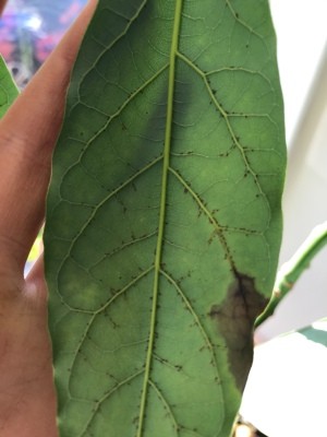Black Spots on Underside of Avocado Leaves - spots