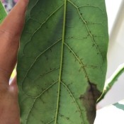 Black Spots on Underside of Avocado Leaves - spots