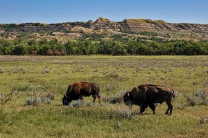 Two bison in the wilderness in North Dakota.