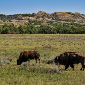 Two bison in the wilderness in North Dakota.