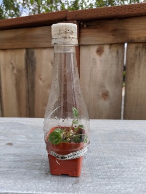 A mini greenhouse made from a plastic bottle.