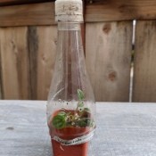 A mini greenhouse made from a plastic bottle.