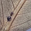Identifying Insect Eggs - dark round eggs on leaf