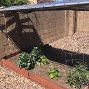 Protection from the Birds and the Sun - garden area with tarp sun protection and netting on sides to keep birds out
