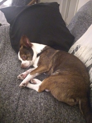 Is My Chihuahua Full Blooded? - brown and white dog on the couch