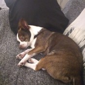Is My Chihuahua Full Blooded? - brown and white dog on the couch