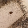 Identifying Small Two Tone Bugs - oval black or brown and tan bug
